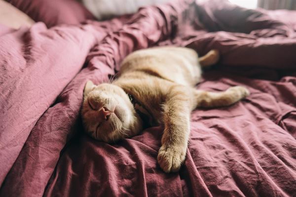 Det vidste du måske ikke om katte